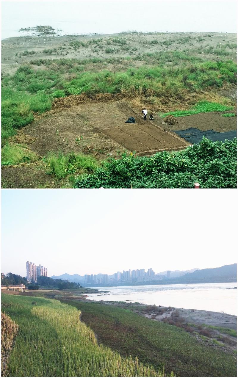 老鹰丘生态湿地公园生态环境整治前(上)和整治后(下)对比图.